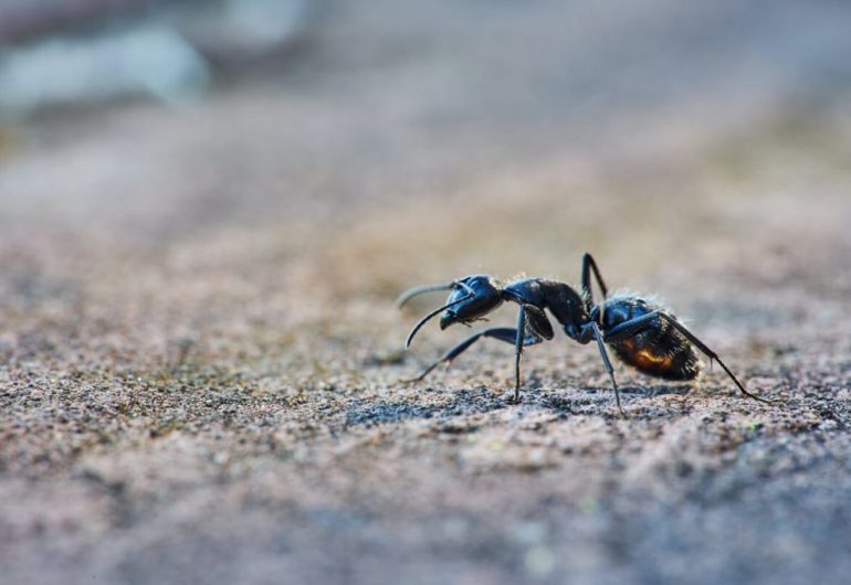 A black ant crawling on a pavement