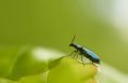 Alphid-Insekt, das auf einem grünen Blatt sitzt