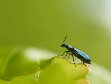 Alphid-Insekt, das auf einem grünen Blatt sitzt