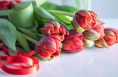 Ordnungsgemäß geschnittene Tulpen auf einem Tisch